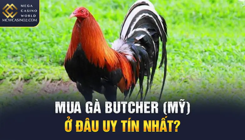 Mua gà Butcher (Mỹ) ở đâu uy tín nhất?